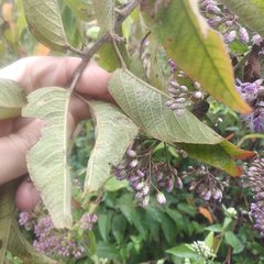 Vernonanthura oaxacana