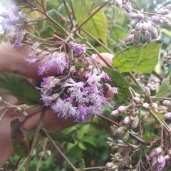 Vernonanthura oaxacana