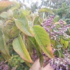 Vernonanthura oaxacana