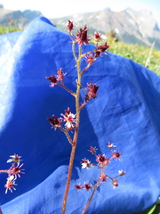 Micranthes porsildiana