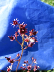 Micranthes porsildiana