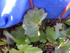 Micranthes porsildiana