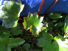 Micranthes porsildiana