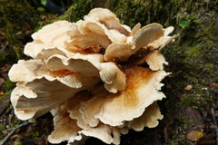 Bondarzewia kirkii