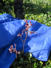 Micranthes porsildiana