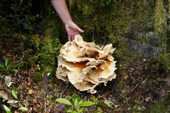 Bondarzewia kirkii
