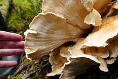 Bondarzewia kirkii