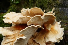Bondarzewia kirkii