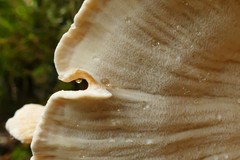 Bondarzewia kirkii