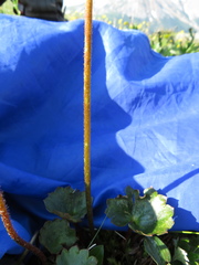 Micranthes porsildiana