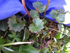 Micranthes porsildiana