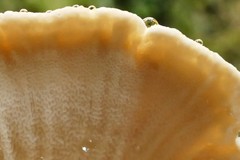 Bondarzewia kirkii