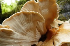 Bondarzewia kirkii