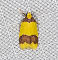 Heterallactis euchrysa