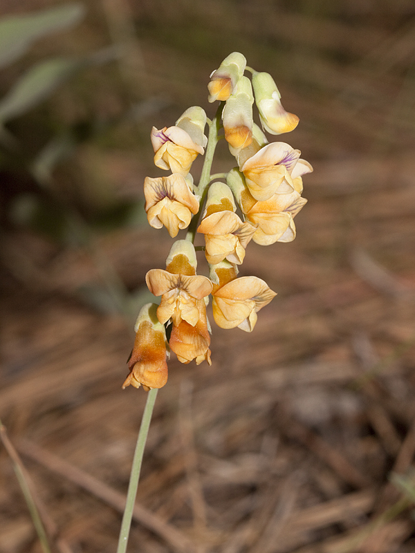 Lathyrus sulphureus