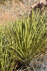 Yucca baccata brevifolia