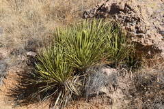 Yucca baccata brevifolia
