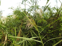 Phragmites vallatoria