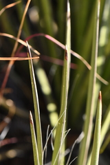 Yucca baccata brevifolia