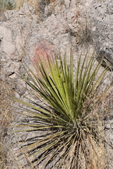 Yucca baccata brevifolia