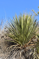 Yucca baccata brevifolia
