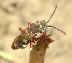 Nomada crotchii