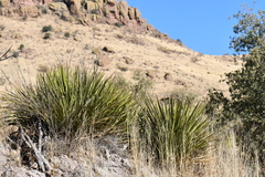 Yucca baccata brevifolia