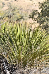 Yucca baccata brevifolia