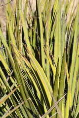 Yucca baccata brevifolia