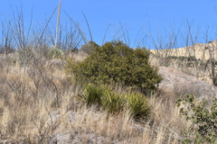 Yucca baccata brevifolia