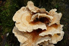 Bondarzewia kirkii