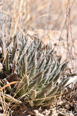 Agave parviflora parviflora
