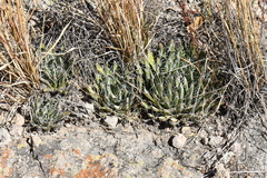 Agave parviflora parviflora