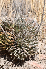 Agave parviflora parviflora