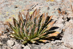 Agave parviflora parviflora