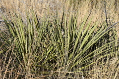Yucca baccata brevifolia