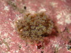 Themiste pyroides