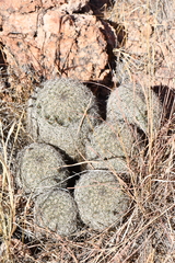 Coryphantha recurvata recurvata