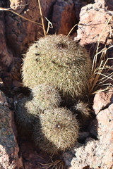 Coryphantha recurvata recurvata