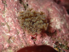 Themiste pyroides