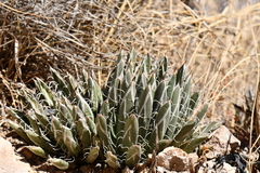 Agave parviflora parviflora