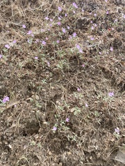 Clarkia bottae