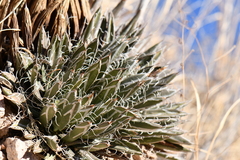 Agave parviflora parviflora