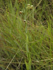 Habenaria rodeiensis