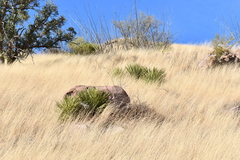 Yucca baccata brevifolia