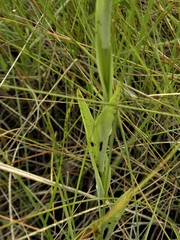 Habenaria rodeiensis