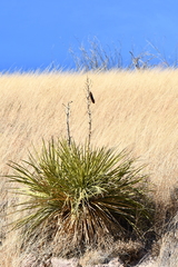 Yucca baccata brevifolia