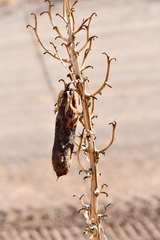 Yucca baccata brevifolia