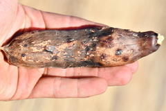 Yucca baccata brevifolia