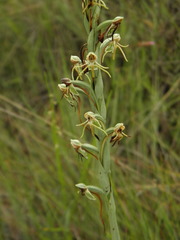 Habenaria rodeiensis